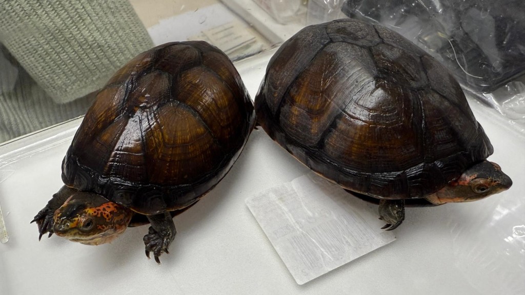 深圳灣出境貨車暗藏324隻瀕危活龜 司機涉走私及虐待動物等罪被拘控。海關圖片