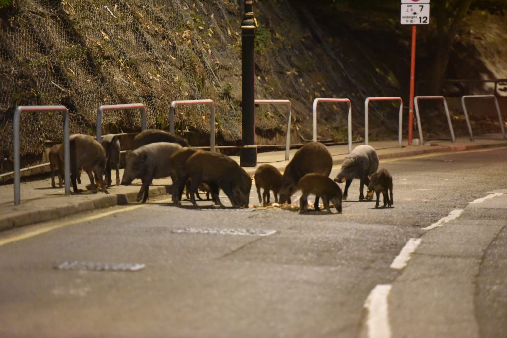 多隻野豬從山上跑到馬路上食麵包。
