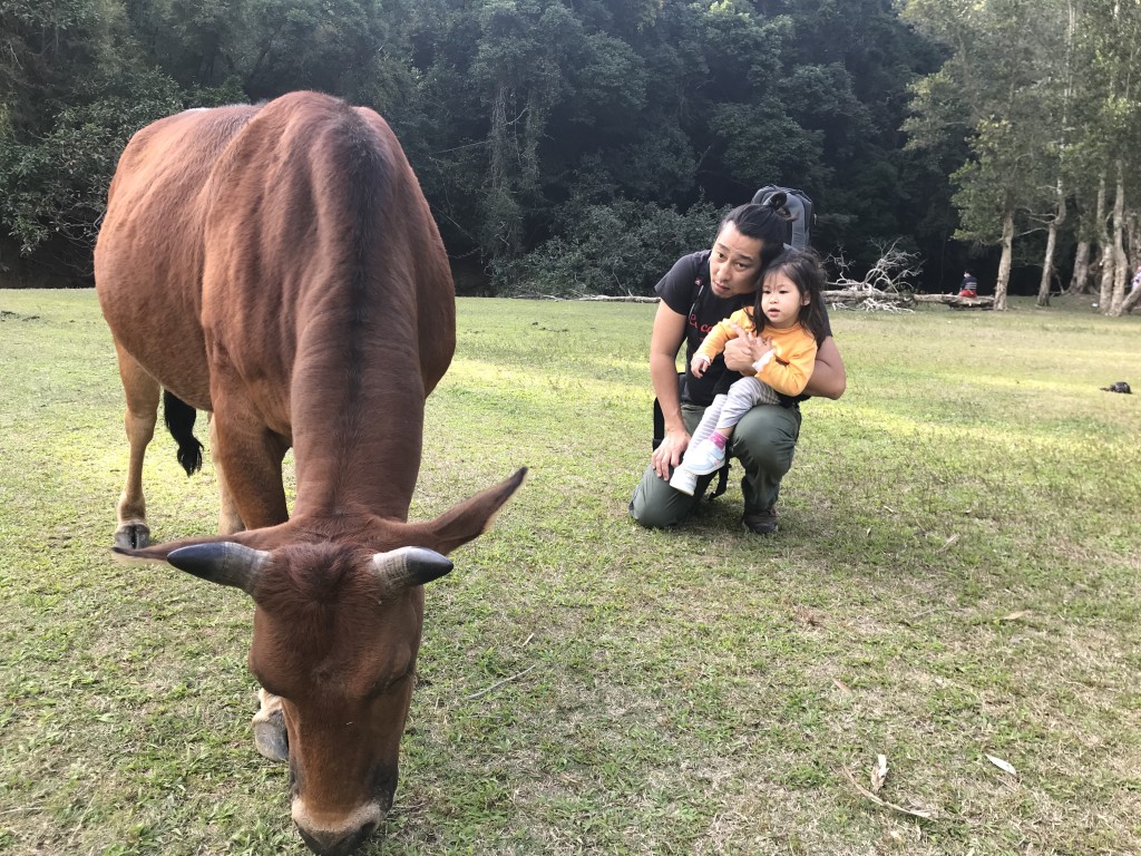 ■ 在郊野遇見牛隻，好好觀察其舉動，對小朋友來說也是樂趣。