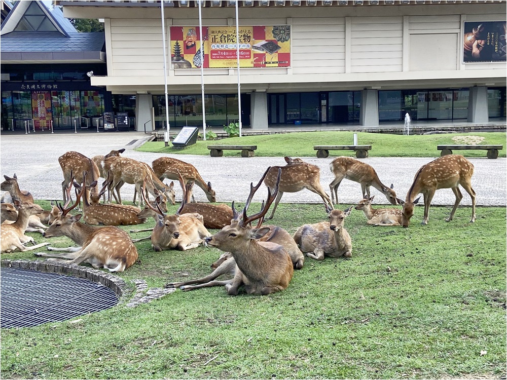 日本电视台报道指奈良鹿现时回归野性，只吃青草。网图
