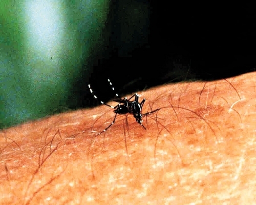 5月份白紋伊蚊誘蚊產卵器指數急升。資料圖片