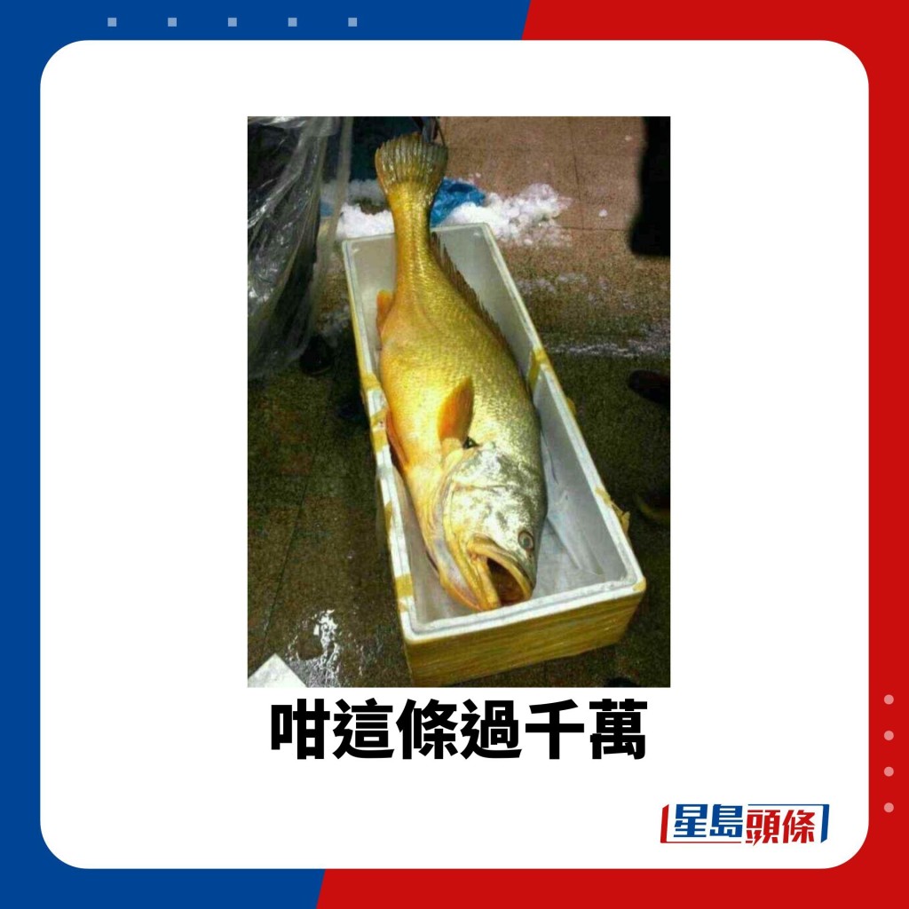 這條黃花魚都算是巨型。