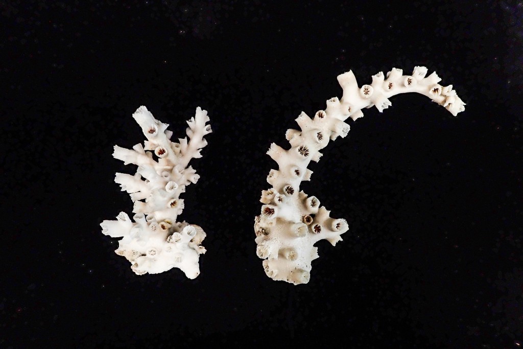  「樹型筒星珊瑚」的骨骼。浸大圖片