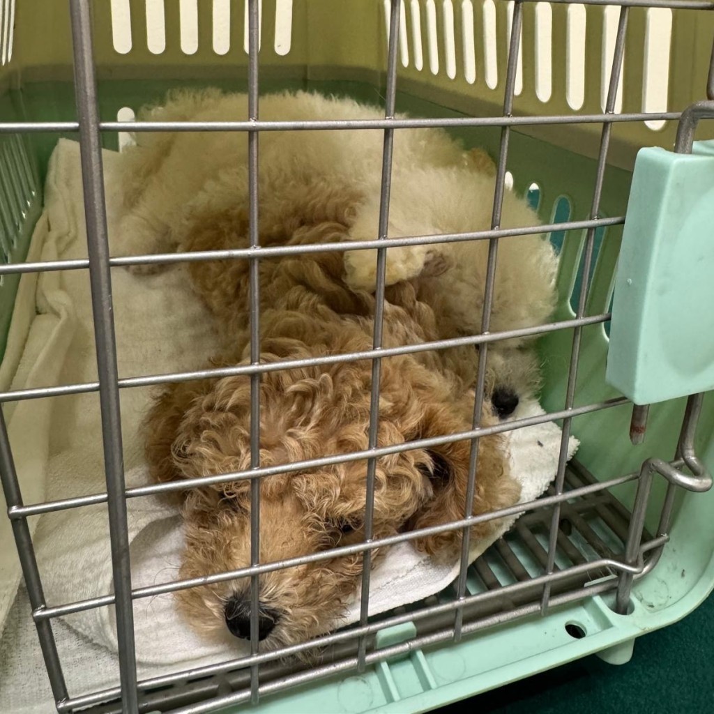 海關在涉案人背包內檢獲兩隻非法進口活犬。海關圖片 海關在涉案人背包內檢獲兩隻非法進口活犬。海關圖片