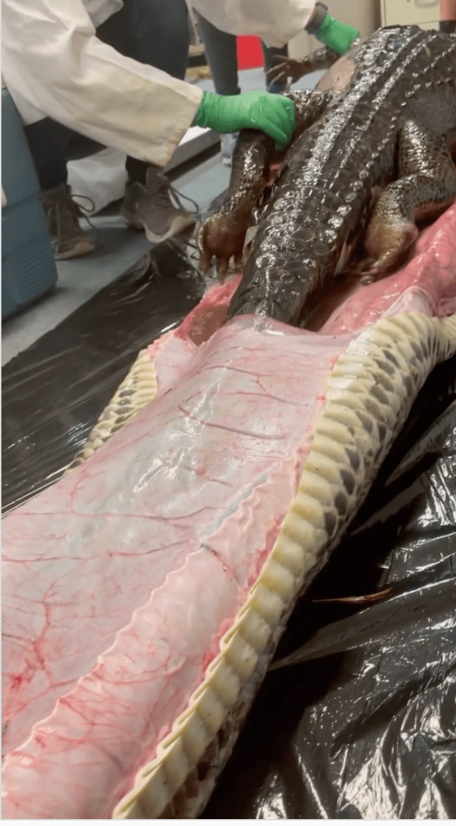 科学家剖开5公尺巨蟒，拖出一条完整鳄鱼。