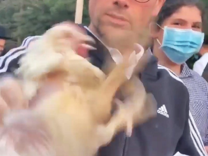 被抓住翅膀的母雞不斷掙扎及發出悲鳴。「Animal Reality Exposed」Facebook影片截圖