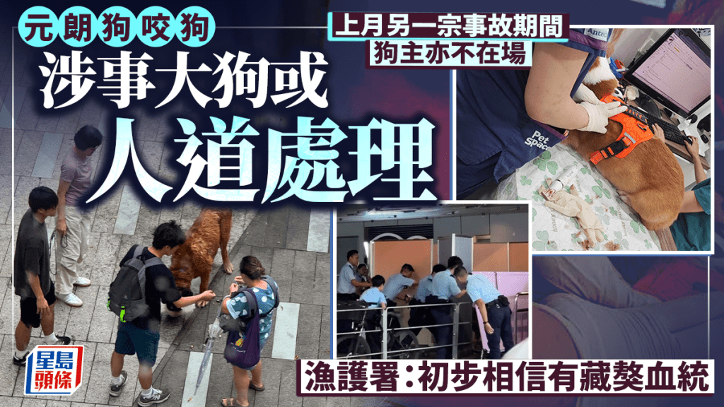 元朗狗咬狗｜涉事大狗或人道处理 渔护署：初步相信有藏獒血统 上月另一宗事故期间狗主亦不在场