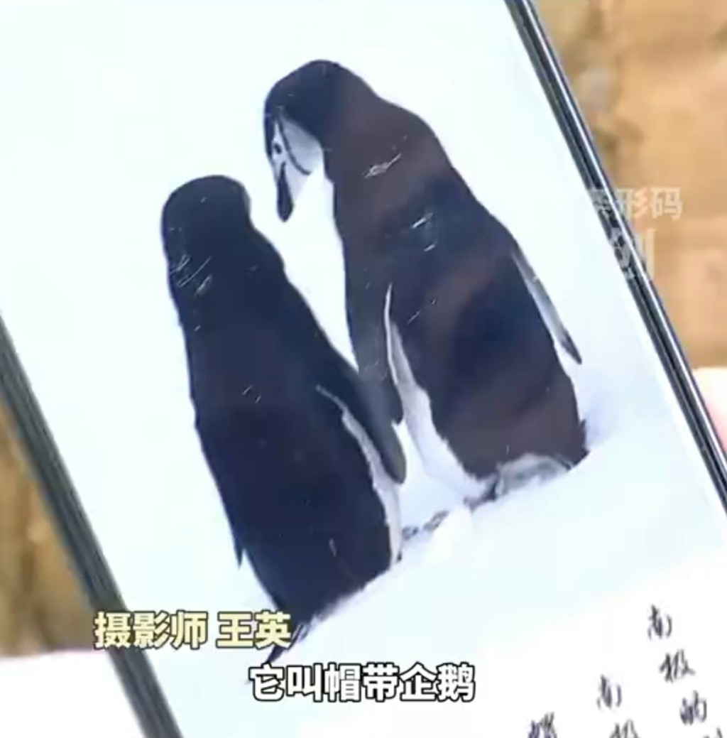 面对突如其来的癌症噩耗，她一度感到心灰意冷，但在沉淀过后，她决定“冲动一次”，豪花约15万元人民币踏上前往南极旅程，用镜头捕捉极地企鹅身影。 ( YNTV2都市条形码）