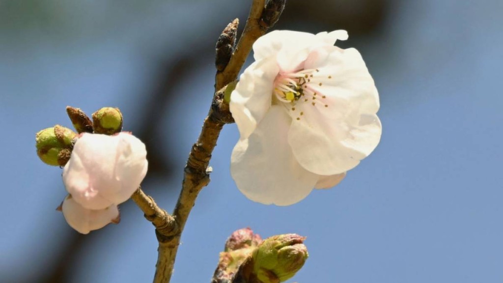 日本今年的赏樱季节正式揭开序幕。（美联社）