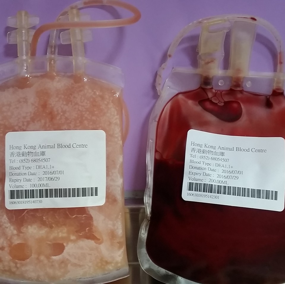 動物捐血後，新鮮全血會經過血液分離機分拆成不同成分，再作冷藏備用。