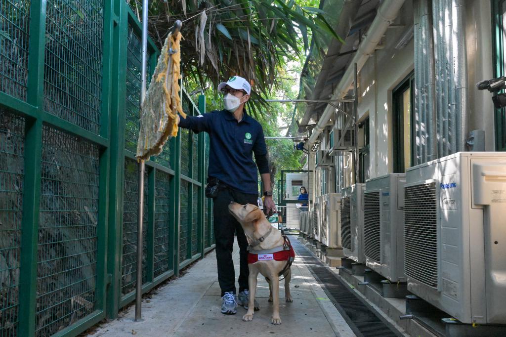 导盲犬训练机构只会从没有检疫限制的地区输入幼犬作培训，避免隔离错过其学习阶段。