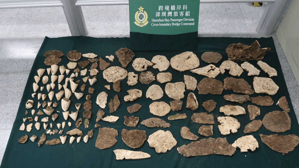 海關人員於3月13日檢獲的懷疑受管制沉香木,共重約9公斤。