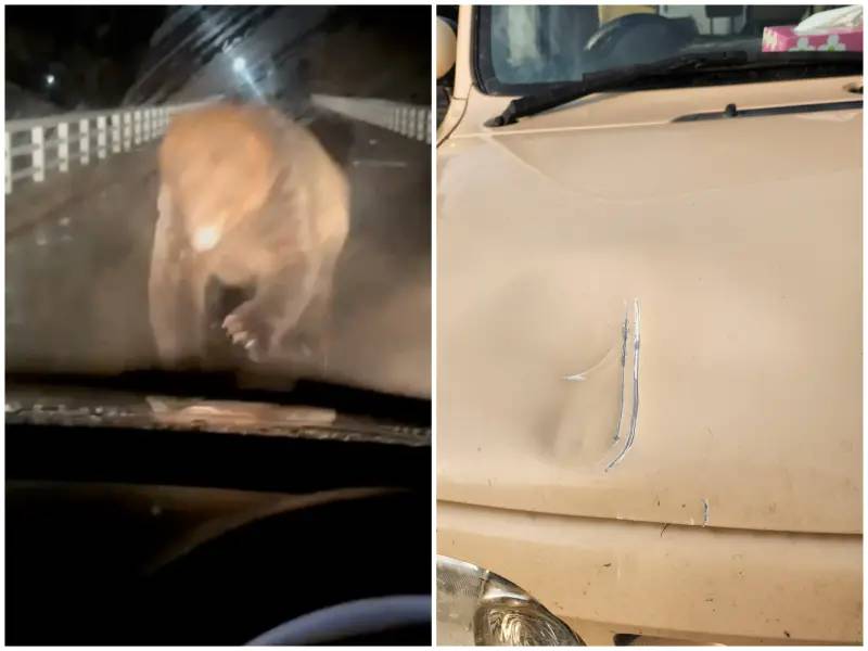 北海道有牧場工作人員早前開車途中遇到熊襲擊，熊朝著車頭衝過來一掌拍凹引擎蓋，嚇得工作人員趕緊倒車逃命。X圖片