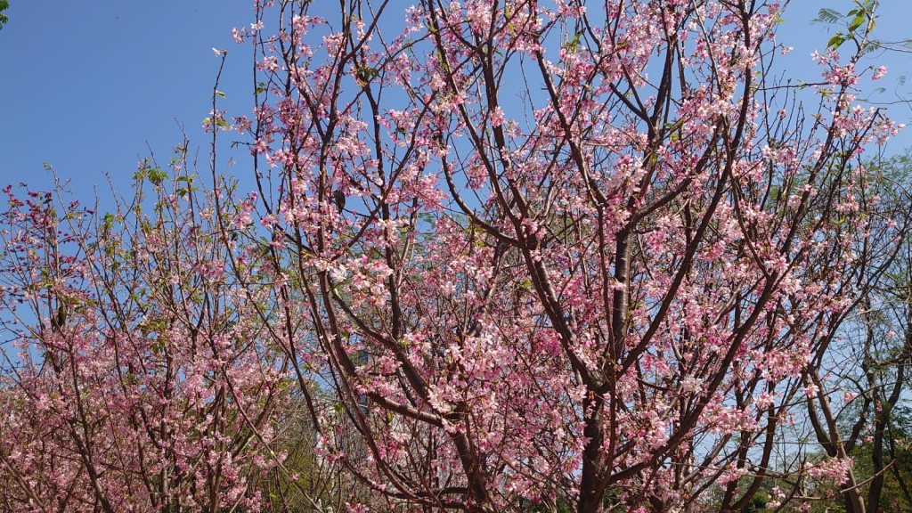 最近天水围公园成为最新赏樱好去处！（图片来源：康文署）