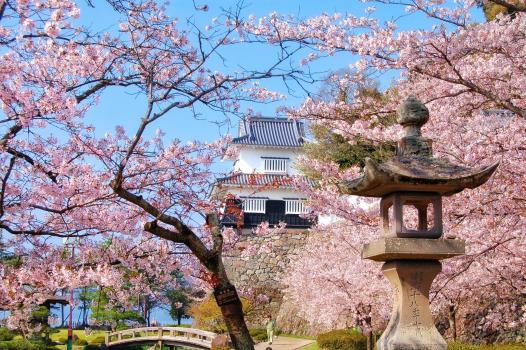 春日來到大村公園可賞到漂亮櫻花。