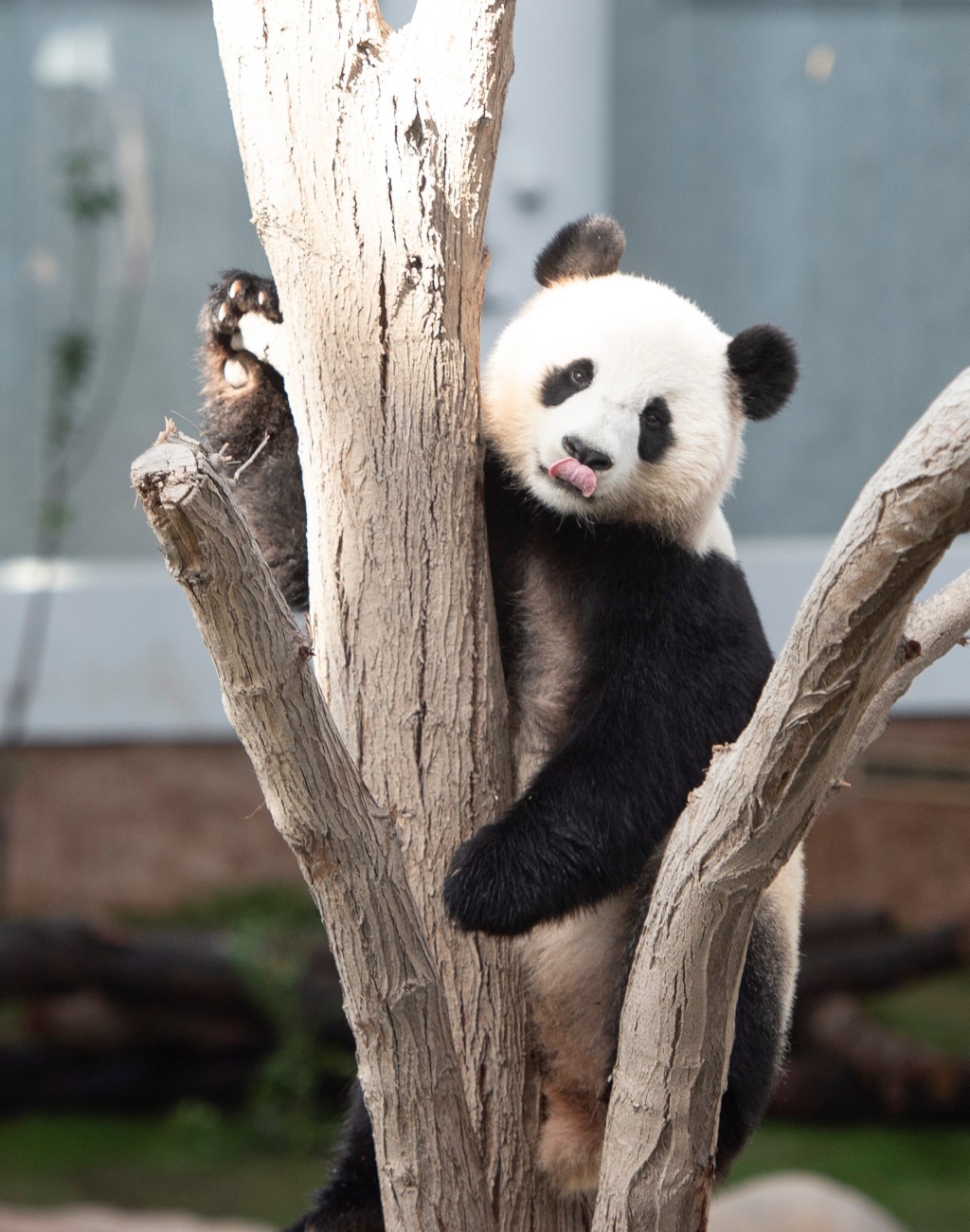 在卡塔爾首都多哈的豪爾熊貓館內，大熊貓「京京」和「四海」正式與公眾見面。新華社