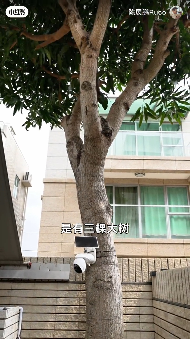 窗外種有大樹。 窗外種有大樹。