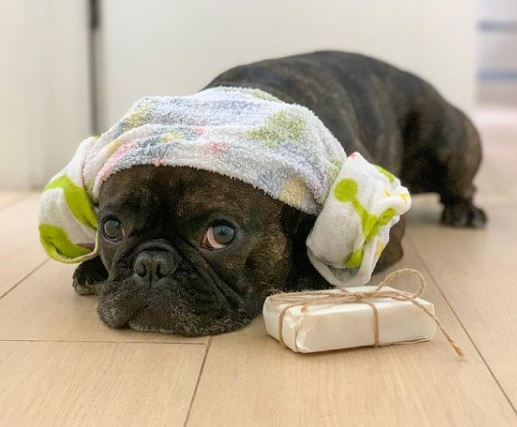 翩汇坊一连两个星期六、日举行HALLO 亲子宠物生活市集。