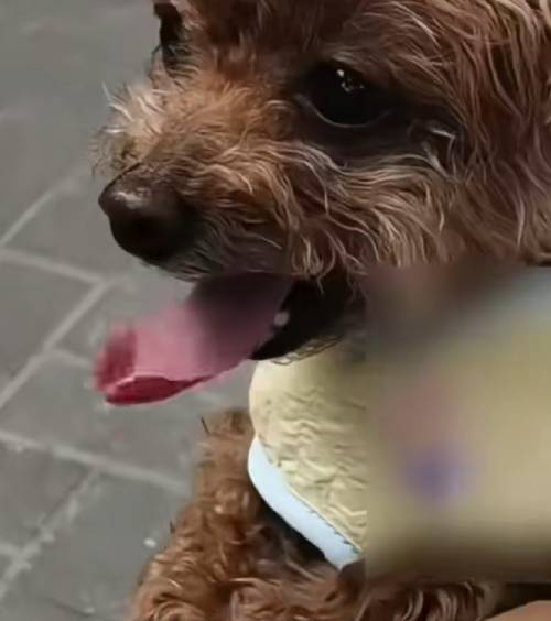 被害贵妇狗。 青岛新闻网 被害贵妇狗。 青岛新闻网
