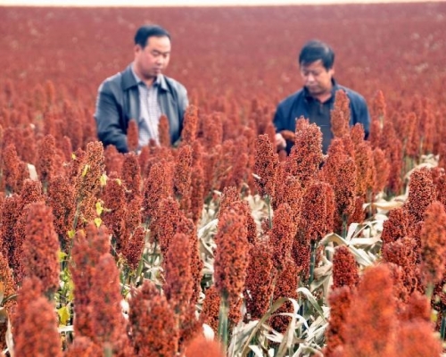 中國高粱種植戶。新華社圖片