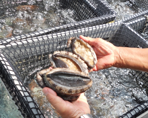 南非鲍鱼因质优价廉在国际市场上颇受青睐。网上图片