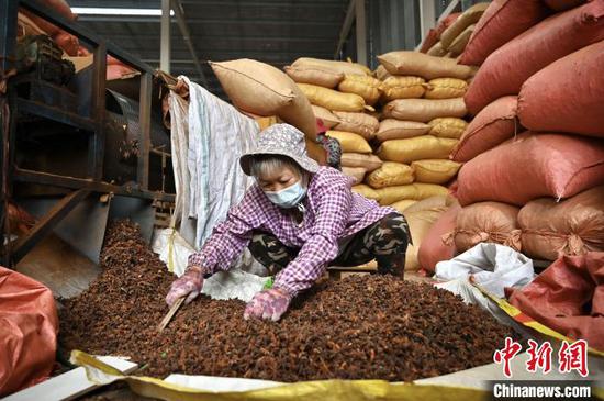 内地胡椒价格由每公斤约20元急升至70元人民币。中新社