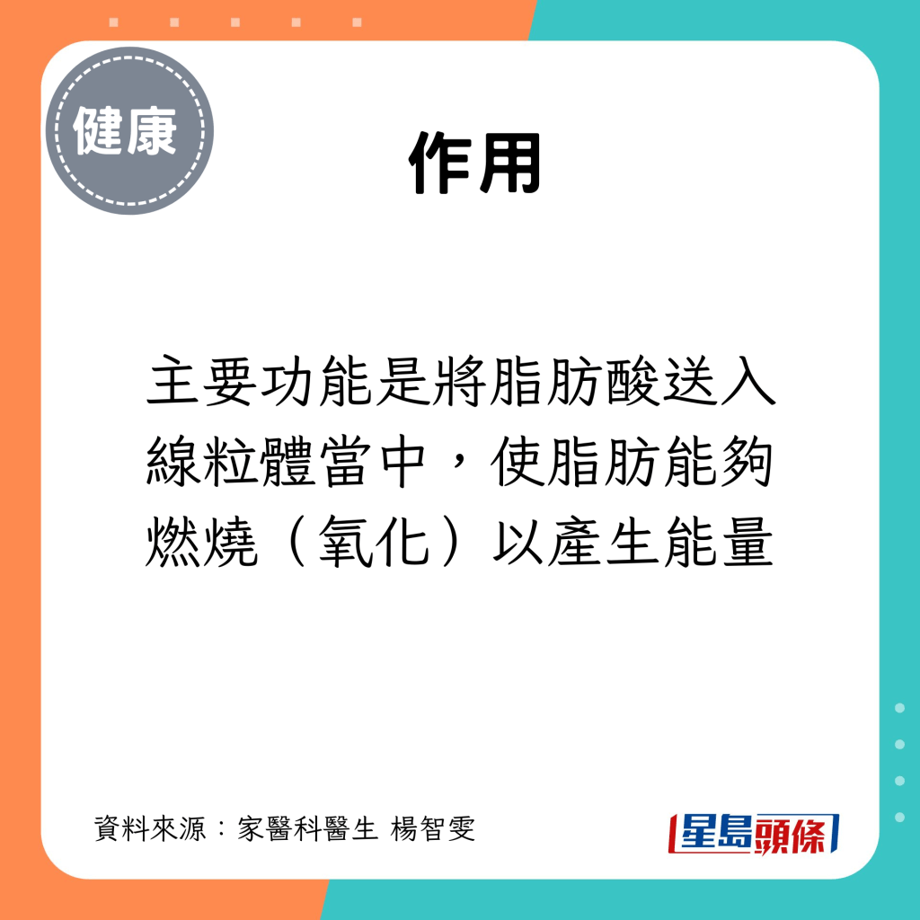 主要功能是将脂肪酸送入线粒体当中，使脂肪能够燃烧（氧化）以产生能量