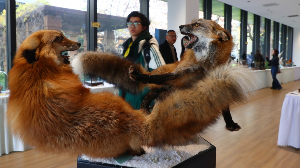 第六屆中國動物標本大賽昨日首次移師上海。新華社