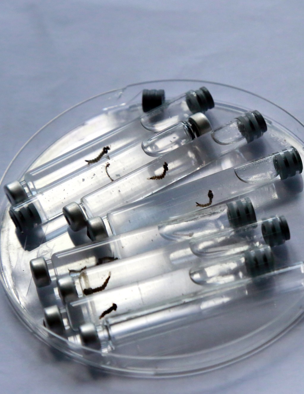 在哥斯達黎加聖何塞一所實驗室中拍攝的裝有埃及伊蚊幼蟲的試管。 新華社