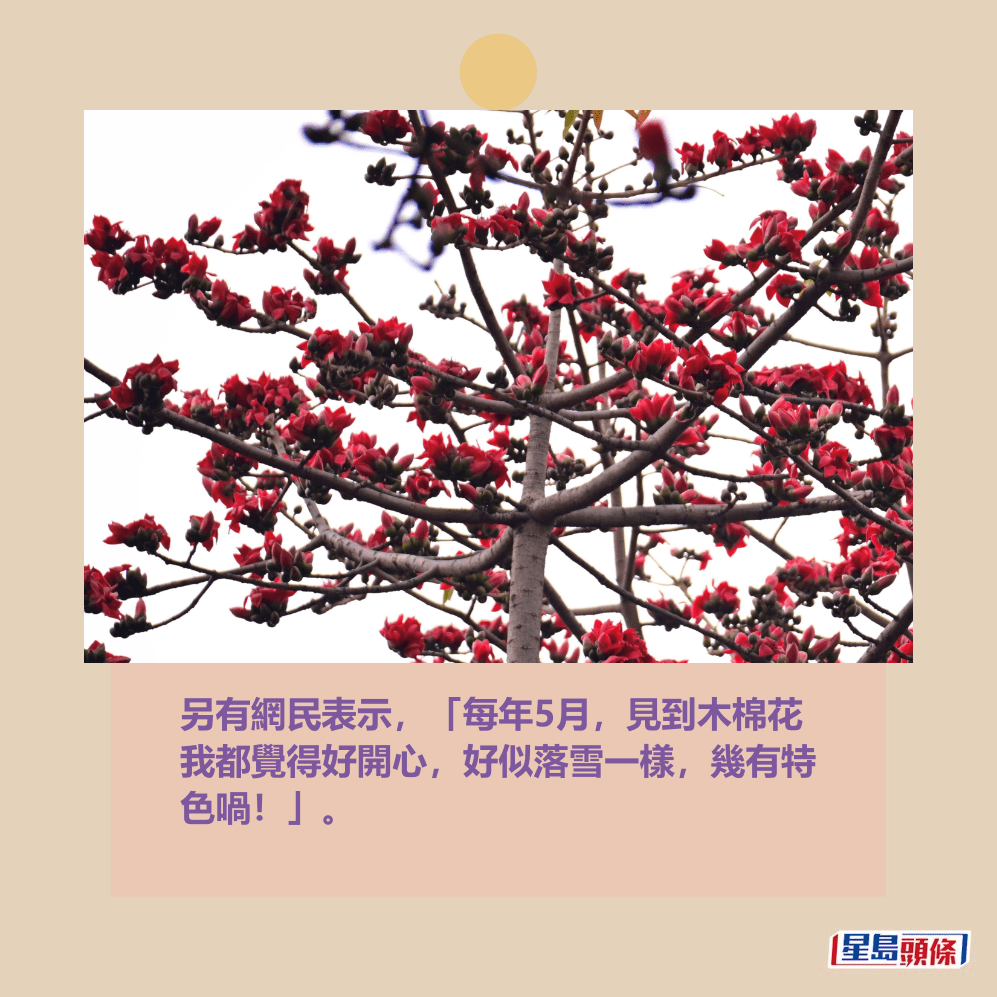 另有網民表示,「每年5月,見到木棉花 我都覺得好開心,好似落雪一樣,幾有特 色喎!」。fb「真.屯門友」截圖 另有網民表示,「每年5月,見到木棉花 我都覺得好開心,好似落雪一樣,幾有特 色喎!」。fb「真.屯門友」截圖