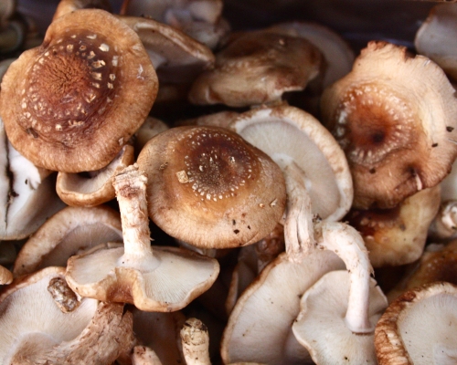 菇類如浸過水應儘快食用。網圖