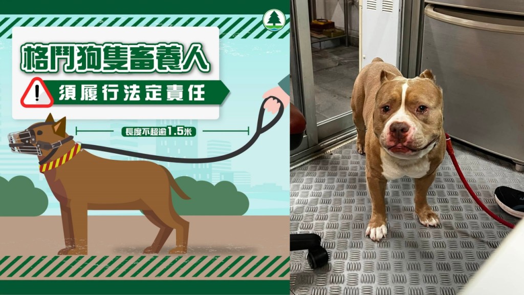 赤柱食肆老狗被帶走惹議 漁護署證為比特鬥牛㹴須絕育 狗主接受培訓後才能領回