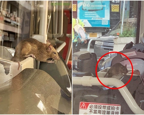 巴士車廂內驚見老鼠。網民Sam Kwong圖片