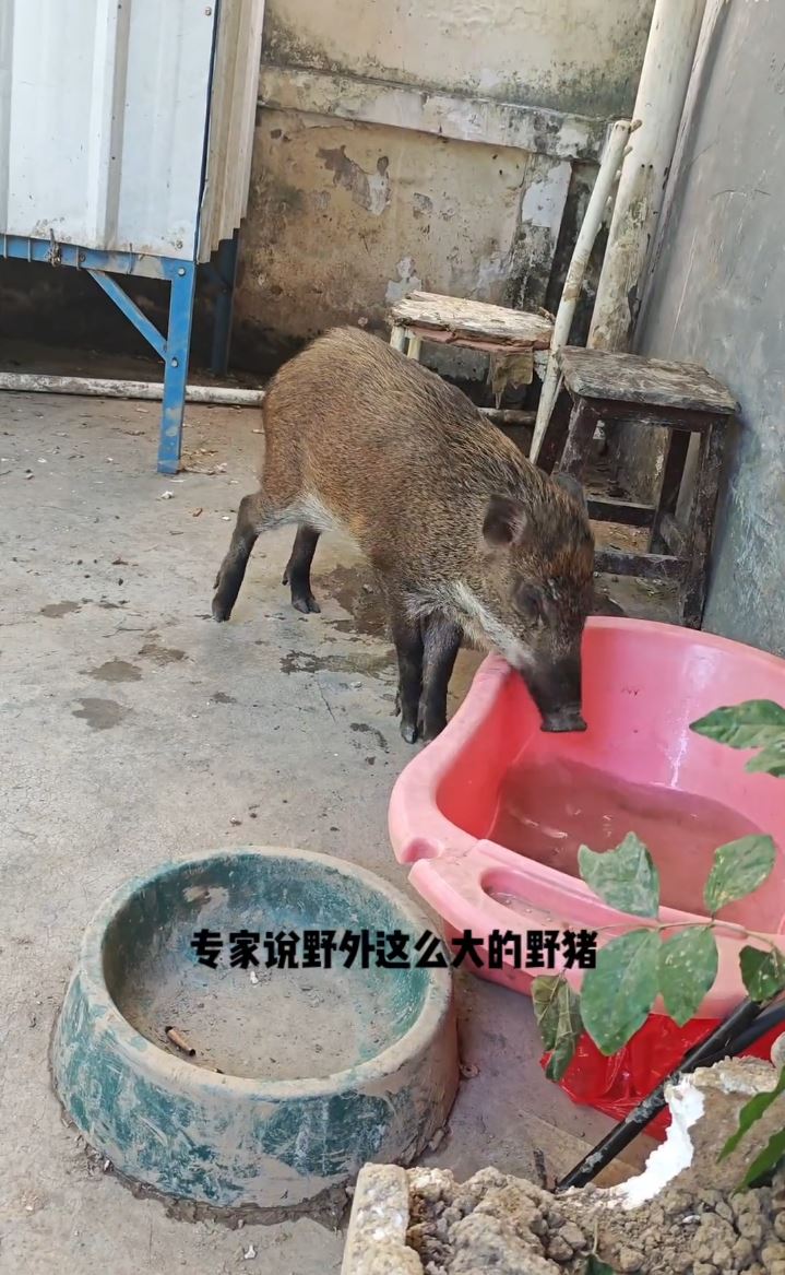 羅先生將野豬養成網紅寵物，短片流量加配種已月入2萬，月收入可達2萬元，較自己打工還多。抖音