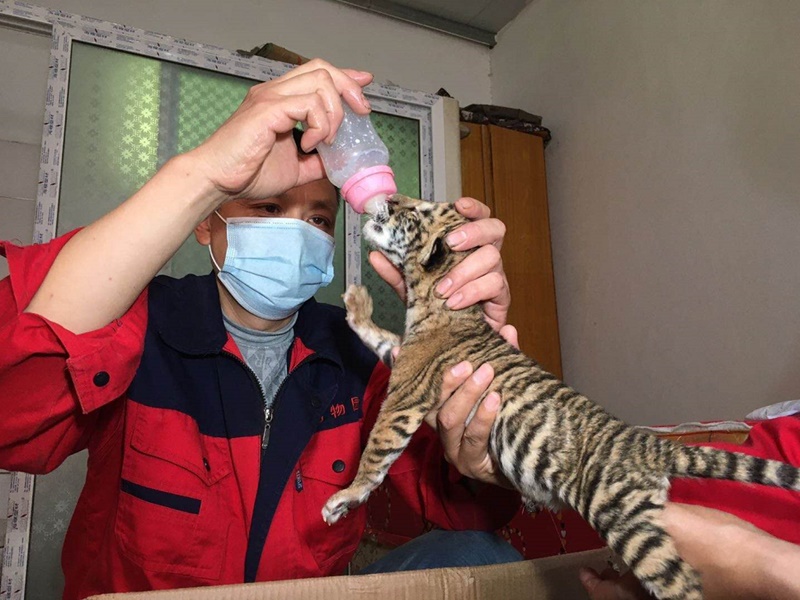 虎獅虎獸寶寶被飼養員人工飼養得以存活。網圖
