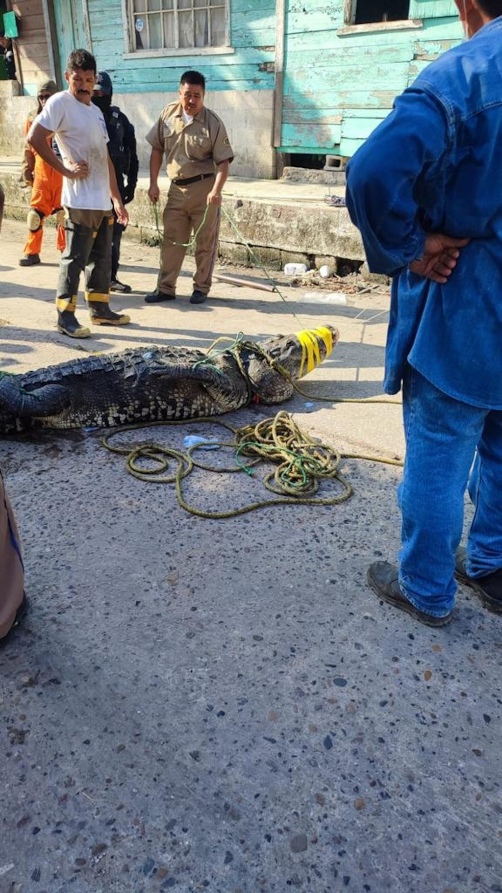 警方及消防員到場花近一小時在尋找鱷魚並將裸屍撈起。（twitter影片截圖）