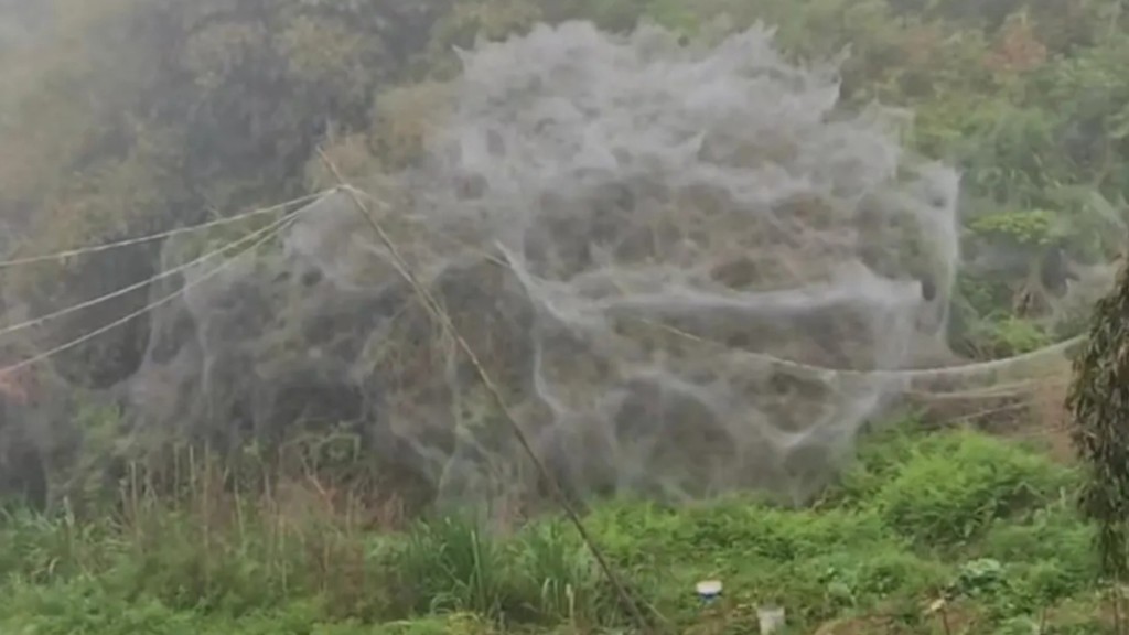 福建泉州德化县有山坡，一夜之间被“蜘蛛网”覆蓋。