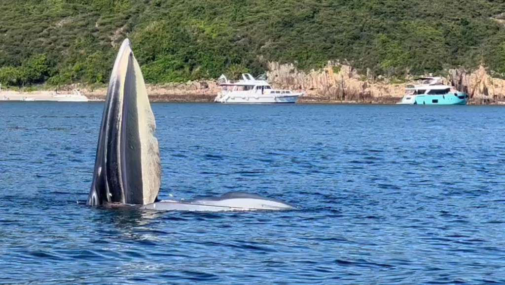 有网民前日（13日）在西贡南风湾附近海域发现一条鲸鱼。