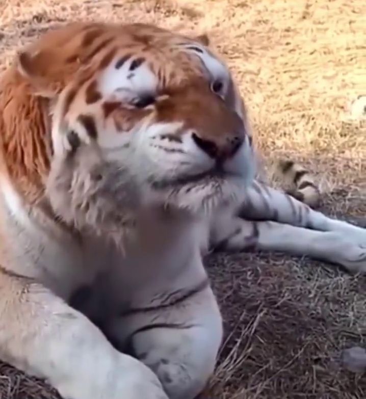 老虎打完喷嚏后瞇起眼睛不太舒服的模样。