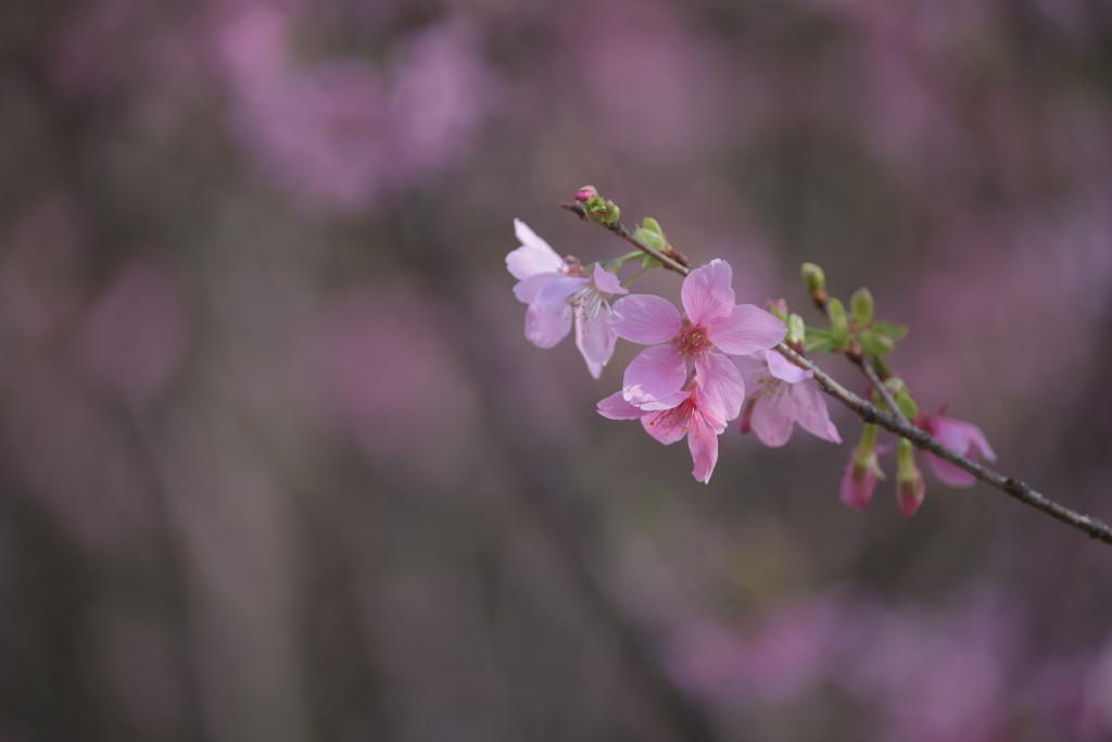 东涌樱花品种为「广州樱」。