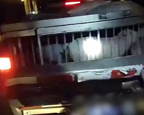 警員發現暗格打開後,發現竟藏着多隻小豬。(網圖)