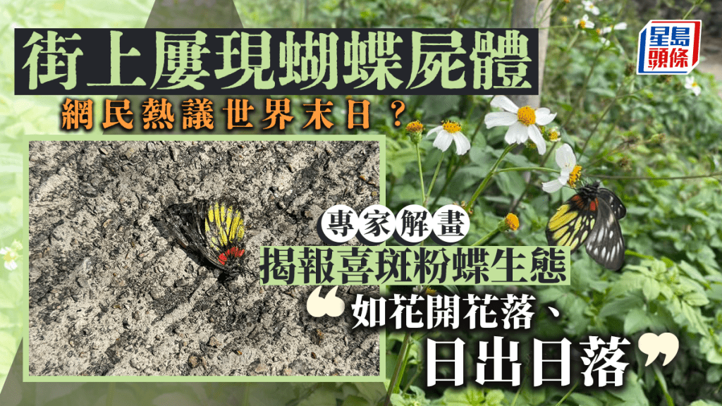 近日大批蝴蝶死亡，伏屍行人路上。討論區