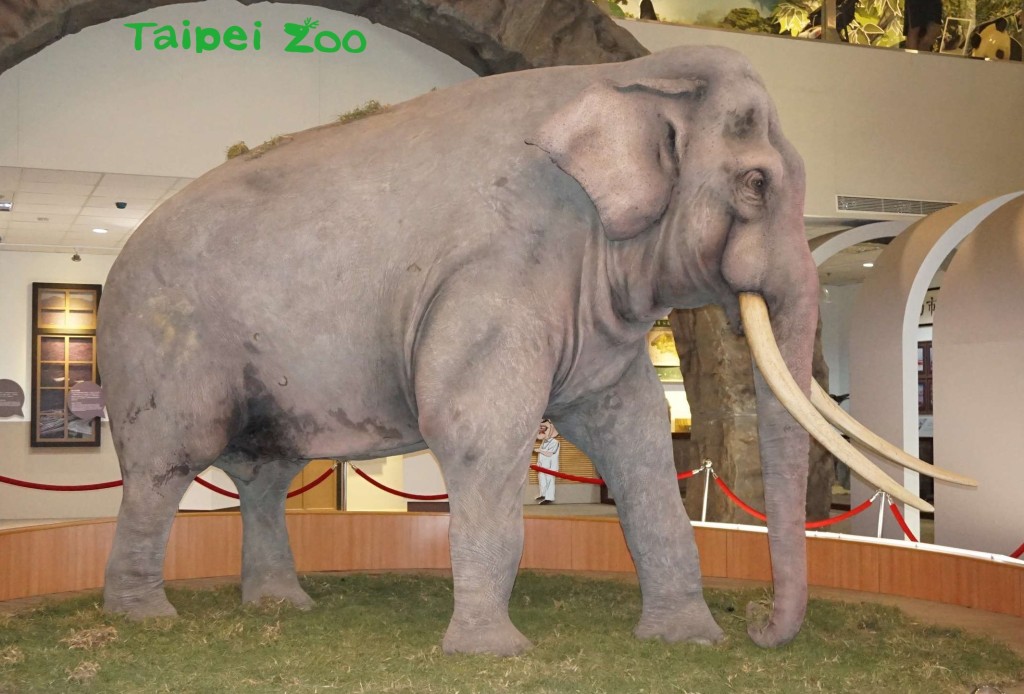 「团团」遗体将仿照大象「林旺」 制成标本。台北市立动物园