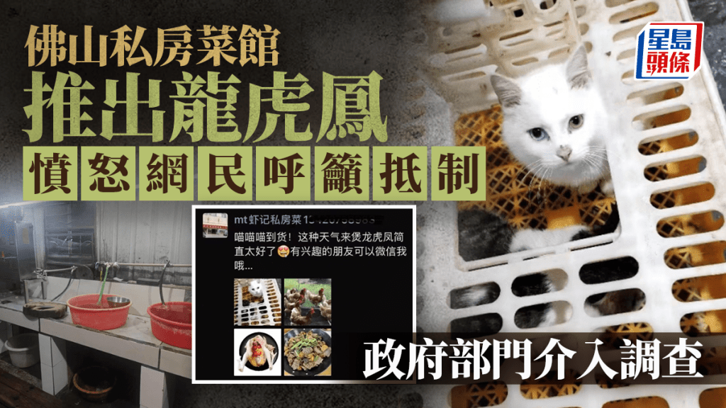 廣東佛山私房菜館疑殺活貓做菜 網質疑來源和食安問題