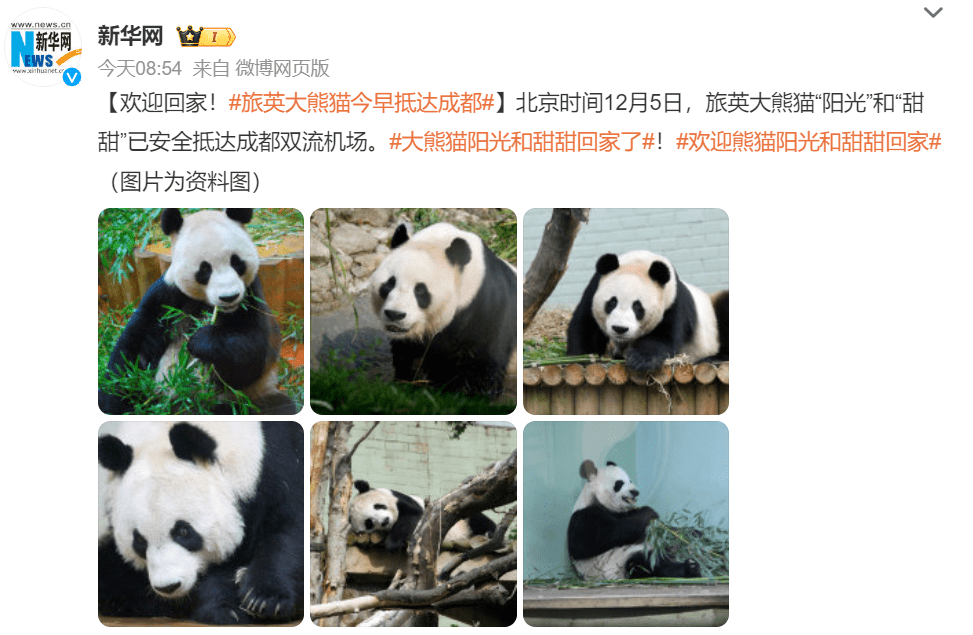 新华社消息，旅英大熊猫阳光与甜甜已返抵成都。