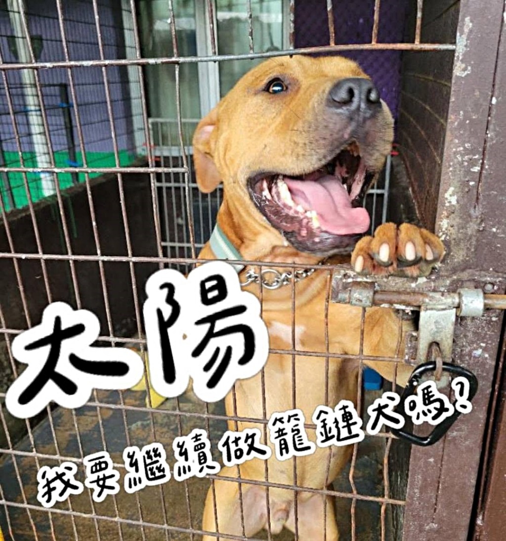 有狗義工替「太陽仔」尋覓好主人。網圖