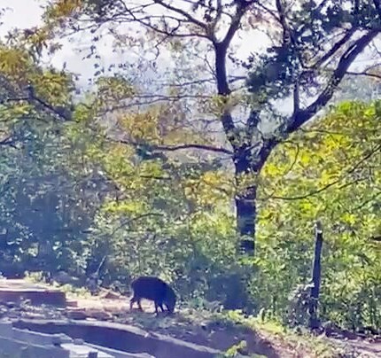 片中離遠見到一頭豬在樹下悠然覓食。fb「皇后山乜都友」截圖