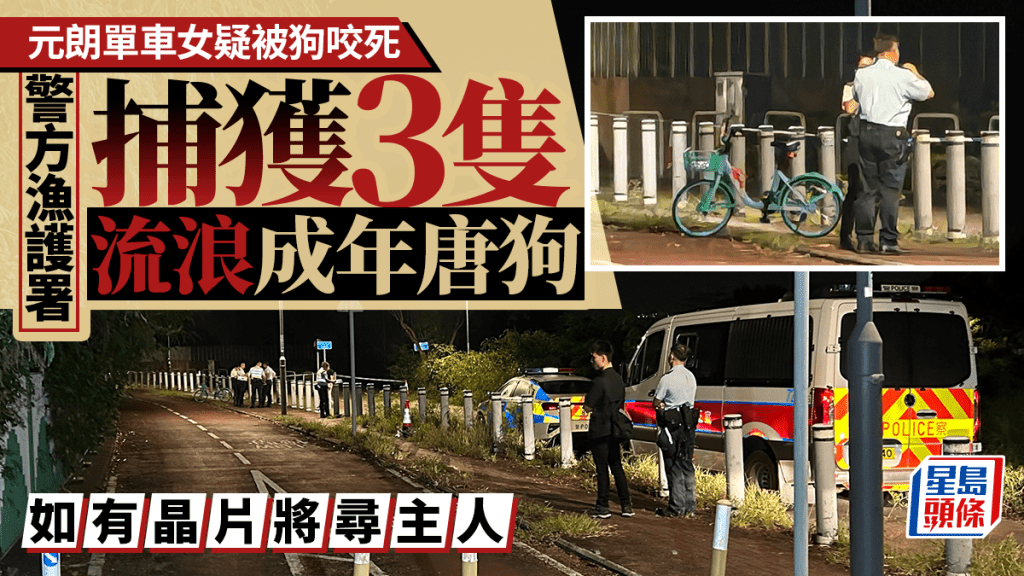 元朗懷疑狗殺人｜警聯同漁護署深夜捕獲3隻流浪成年唐狗 將帶返動物管理中心檢驗 如有晶片將尋主人
