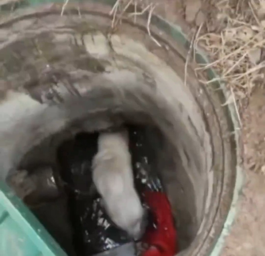 山東小狗跌落廢井3年,終成功獲救。抖音 山東小狗跌落廢井3年,終成功獲救。抖音