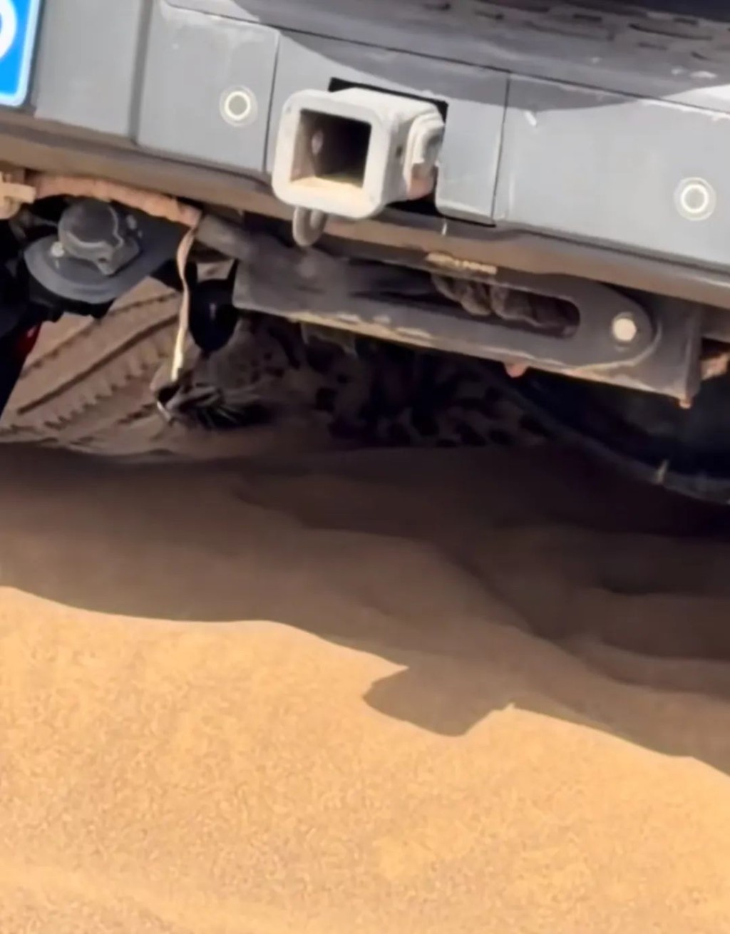 新疆沙漠罕見現雪豹。微博@新華社 新疆沙漠罕見現雪豹。微博@新華社